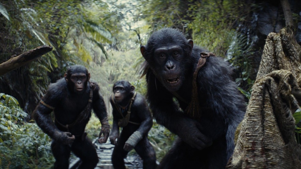 Three apes wearing hunting gear move through a jungle stream.