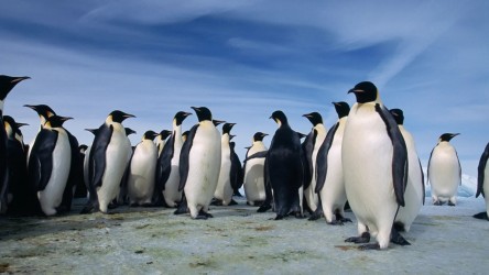 Planet of the Birds © NATIONAL GEOGRAPHIC ALL RIGHTS RESERVED