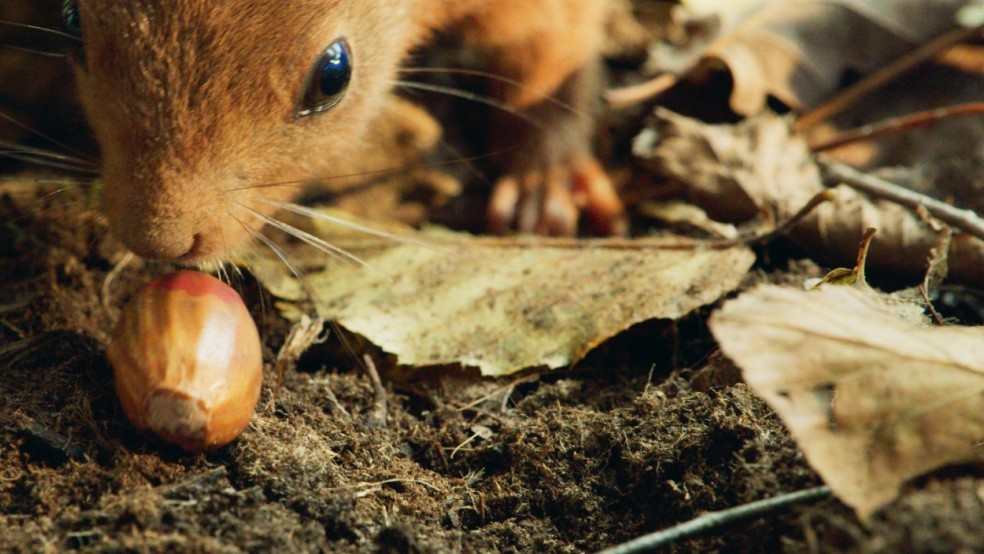 A red squirrel nibbles an acorn