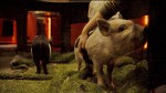 A screening of 'Oink!' with micro-pigs at Into Film Festival 2024.