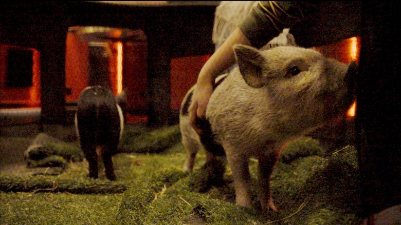 A screening of 'Oink!' with micro-pigs at Into Film Festival 2024.