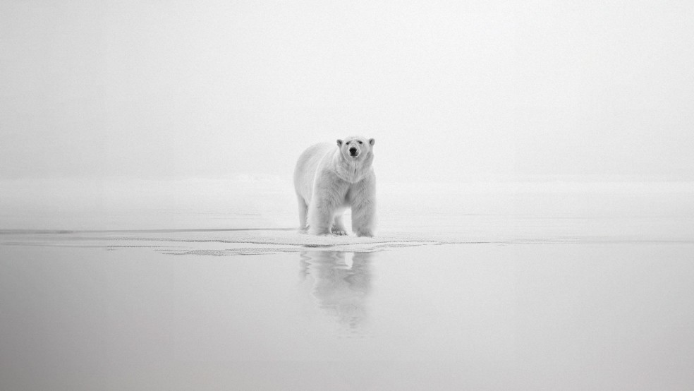 An image of a polar bear on a snowy landscape.