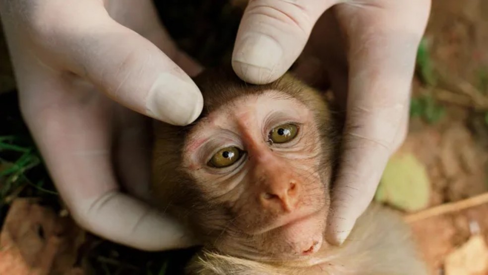 A pair of hands hold a little monkey's head.