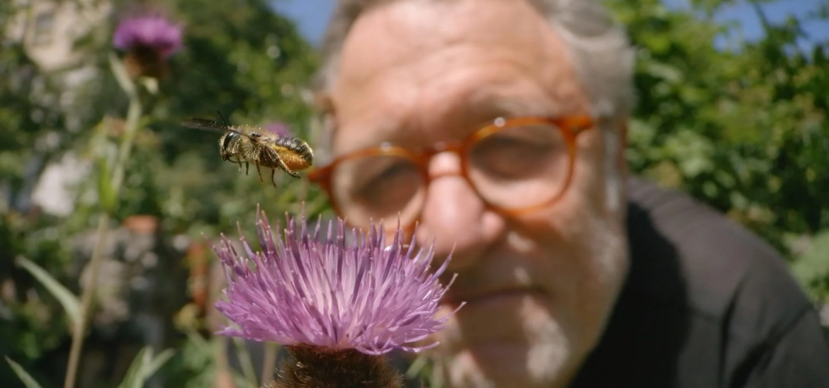 A man looks at a bee hovering over a purple flower. 