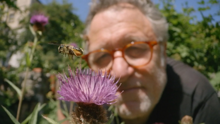 A man looks at a bee hovering over a purple flower. 