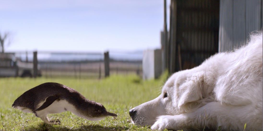 Movie About A Dog Who Protects Penquins Movie About A Dog Who Protects Penquins