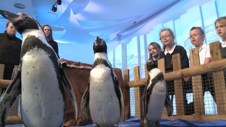 We sent four Humboldt penguins and a snowy owl to Worsbrough Common Primary