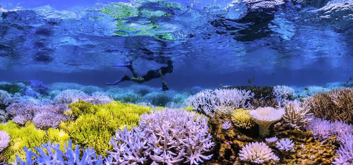 Chasing Coral