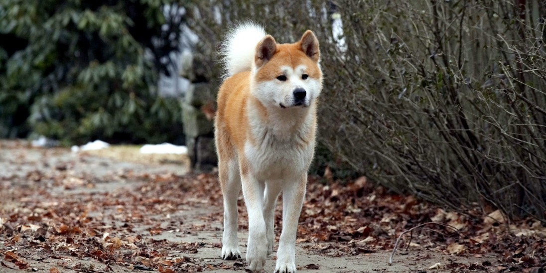 hachi a s tale hachi a s tale into hachi a s tale hachi a s tale into