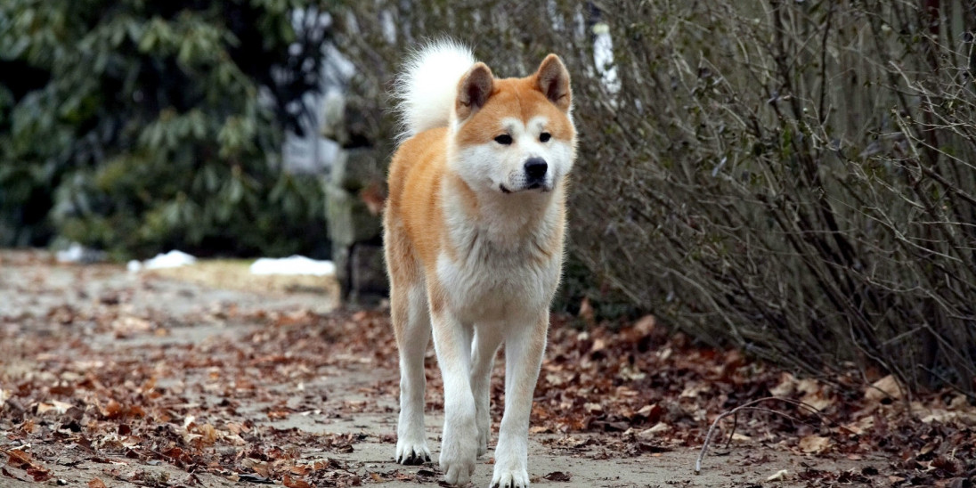 Hachi: A Dog's Tale