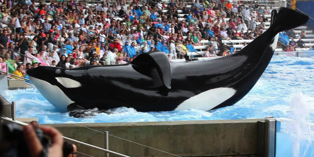 Blackfish