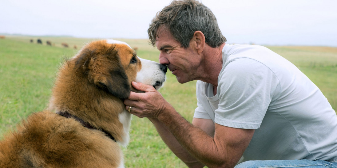 A Dog's Purpose