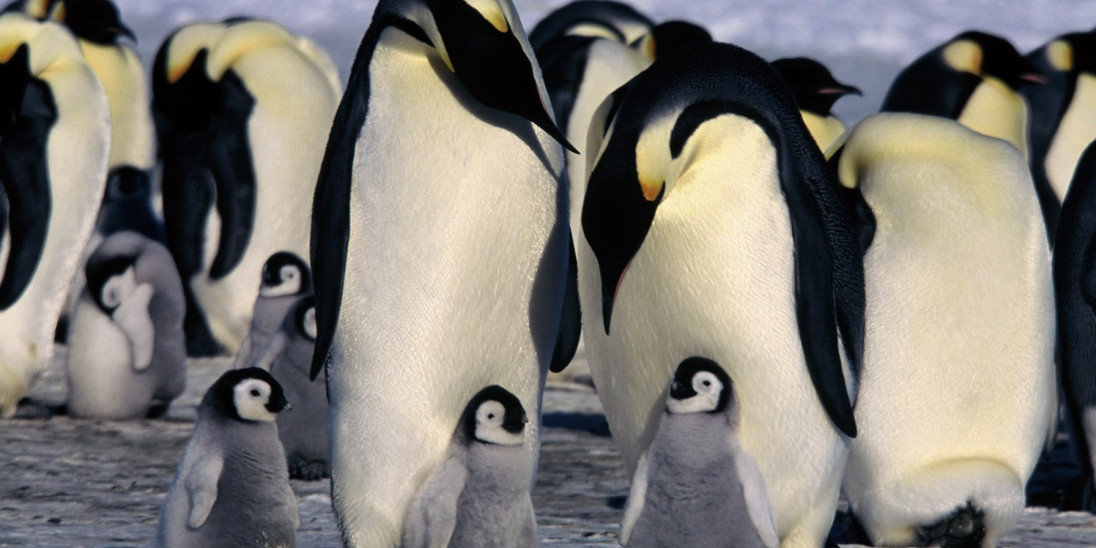 March of the Penguins