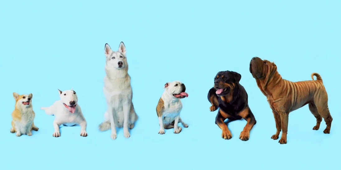 How Dogs Got Their Shapes