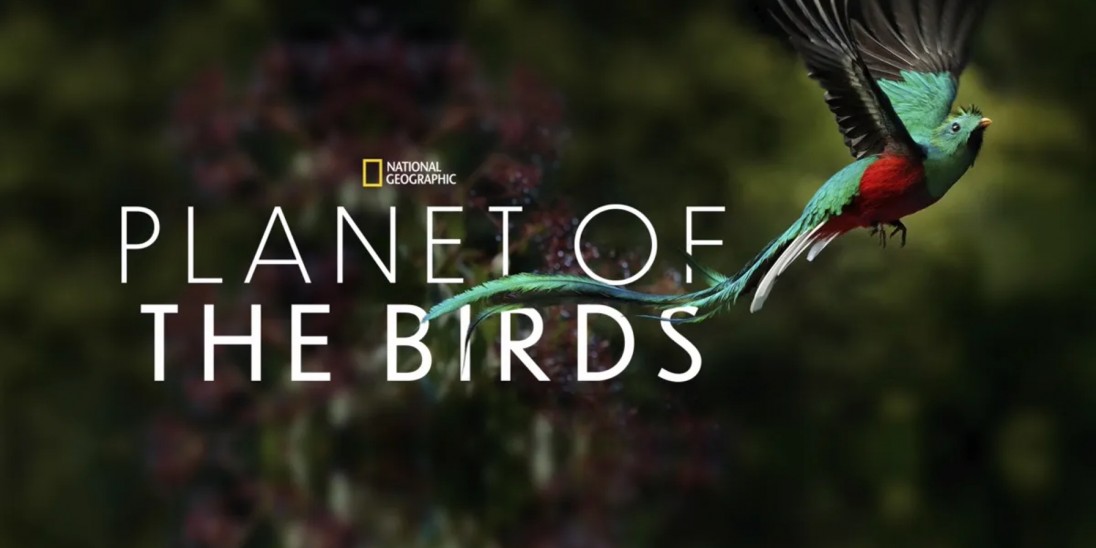 Planet of the Birds