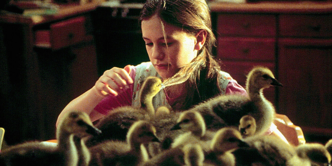 Canada geese migration movie top