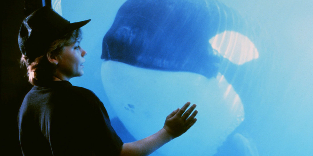 Free willy outlet
