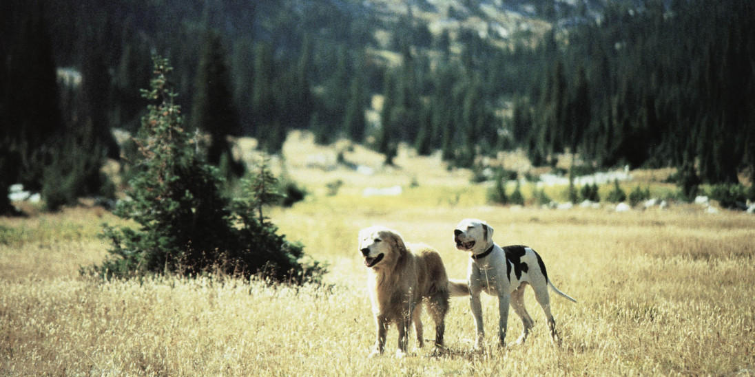 Homeward bound 2025 dog names