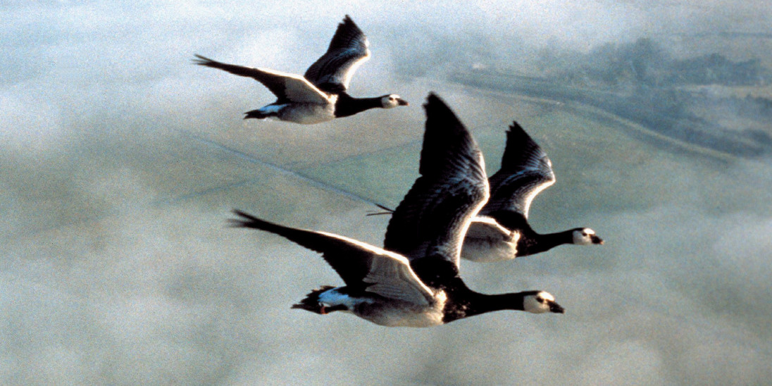Canada geese on sale migration movie