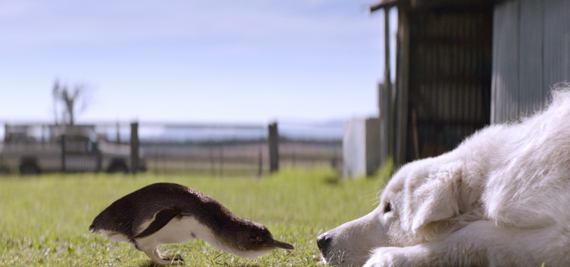 A resource to explore new release, Oddball and the Penguins. thumbnail