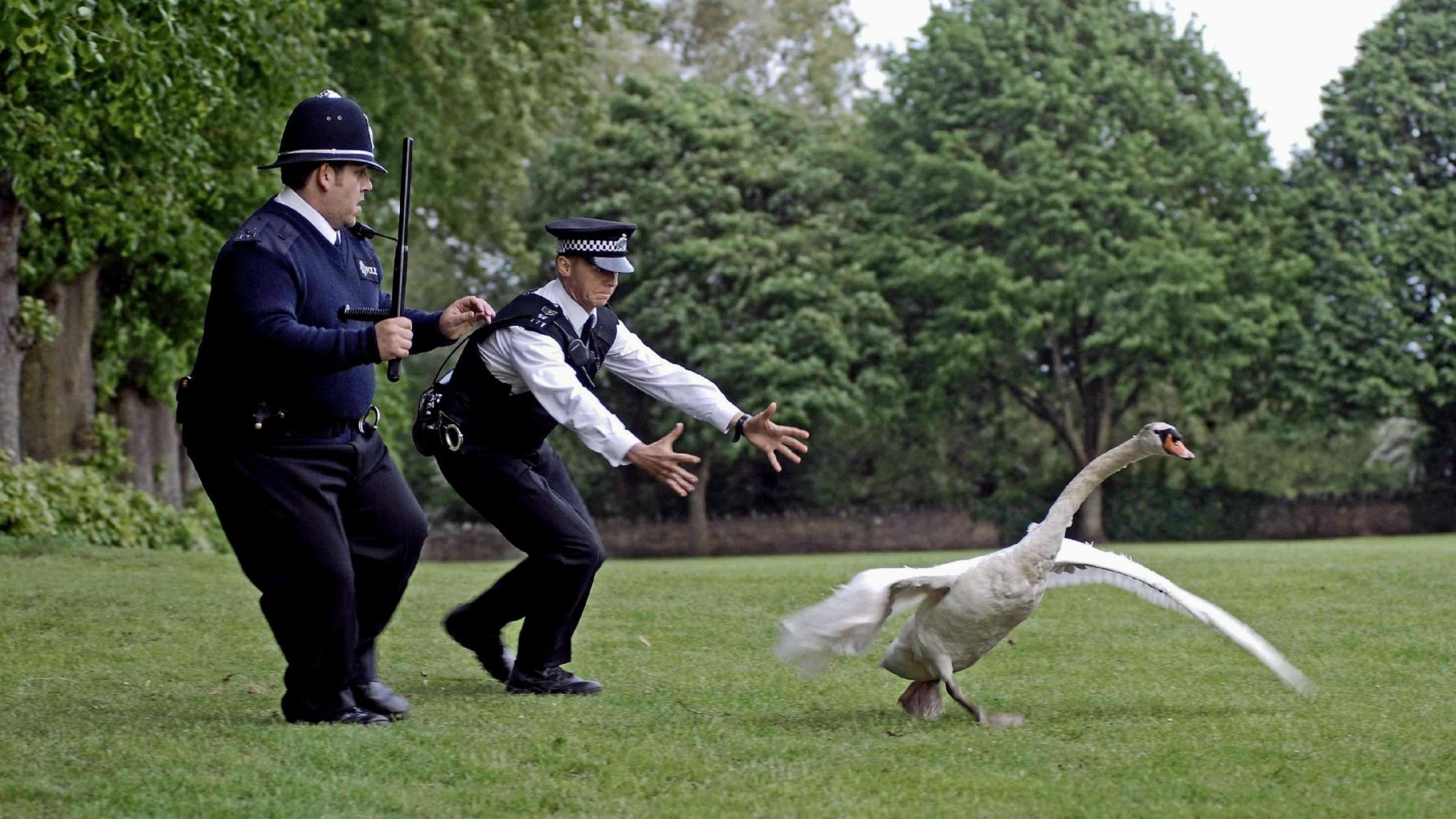 Two male police officers chase a swan in a large garden.