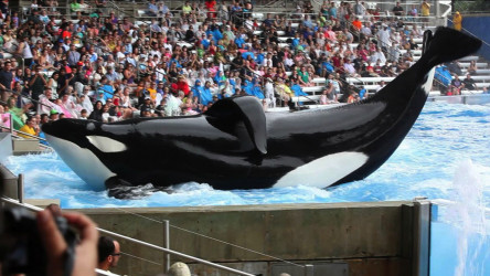 Blackfish