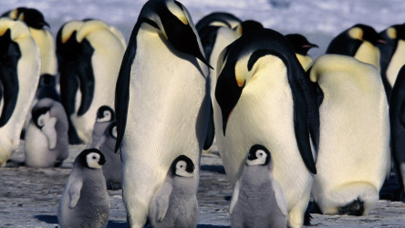 March of the Penguins