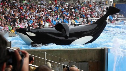 A film guide that looks at Blackfish (2013), exploring its key topics and t