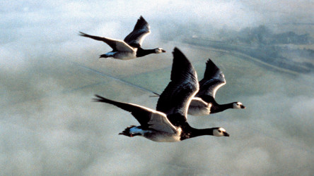 Canada geese migration movie shop