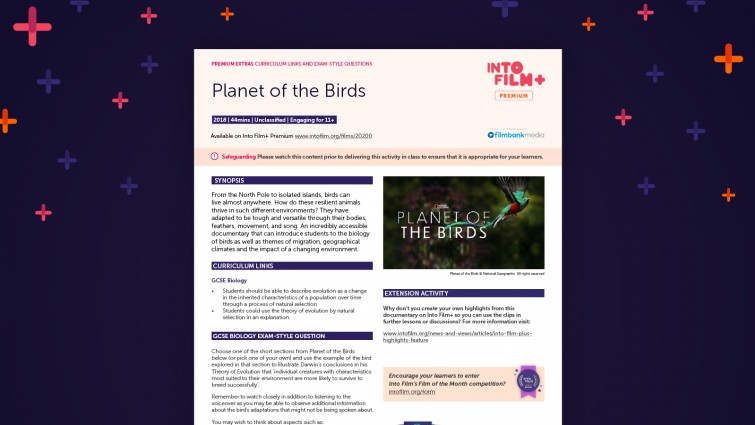 Planet of the Birds