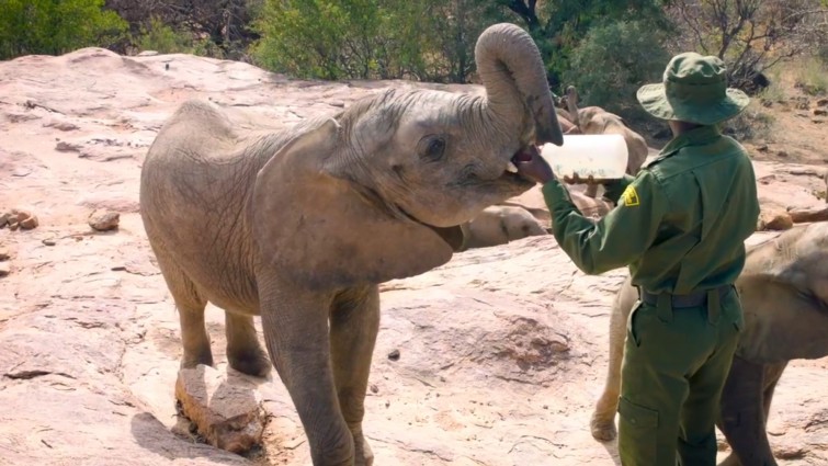 Film - Escape from Extinction - Into Film