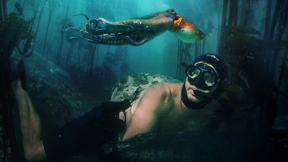 A film guide that looks at My Octopus Teacher (2020), exploring marine life