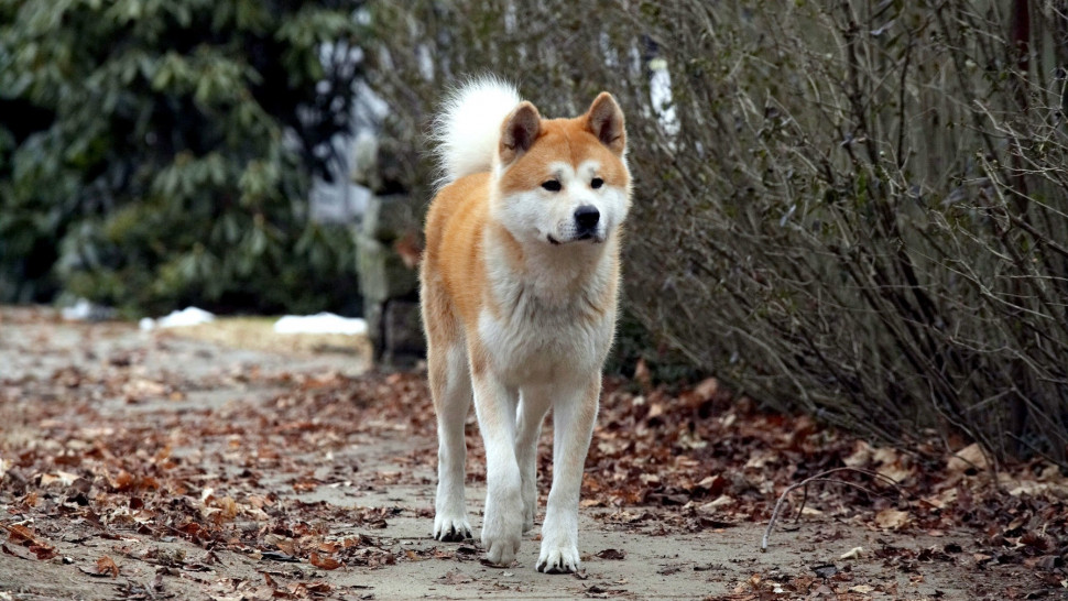 What breed of dog does the character Hachi from the movie represent?