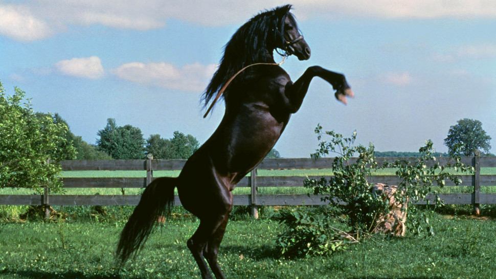 Film - The Black Stallion - Into Film