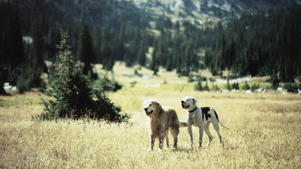 Homeward Bound - The Incredible Journey