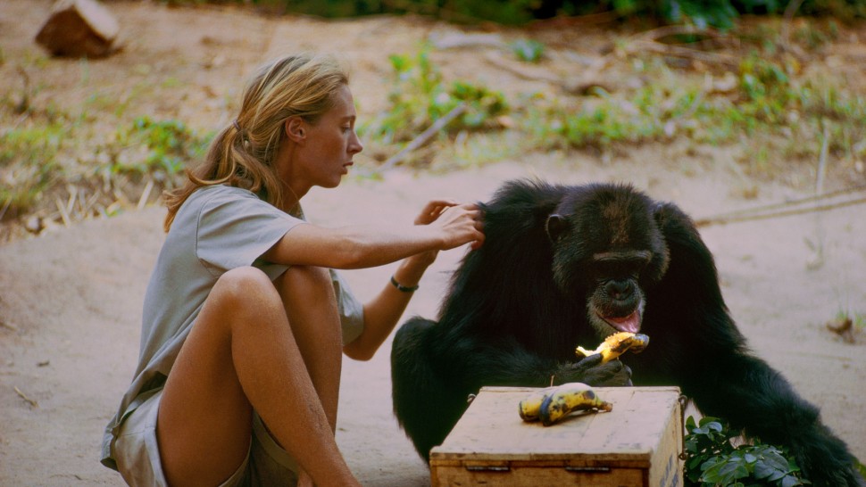 A film guide that looks at 'Jane' (2017), exploring its key topics and them