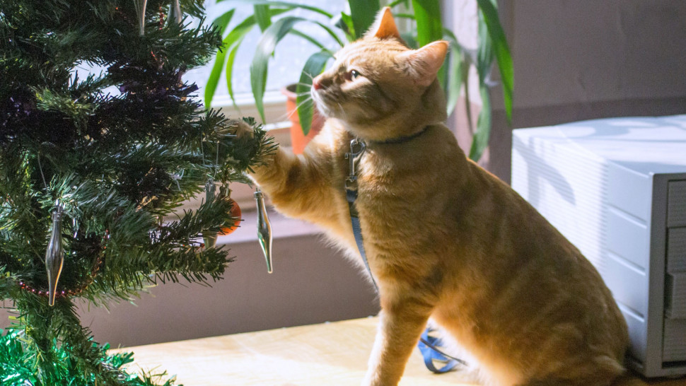 Film A Street Cat Named Bob Into Film