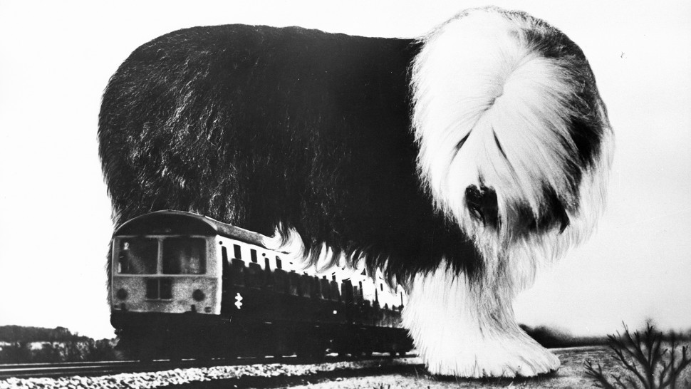 Film Digby The Biggest Dog In The World Into Film
