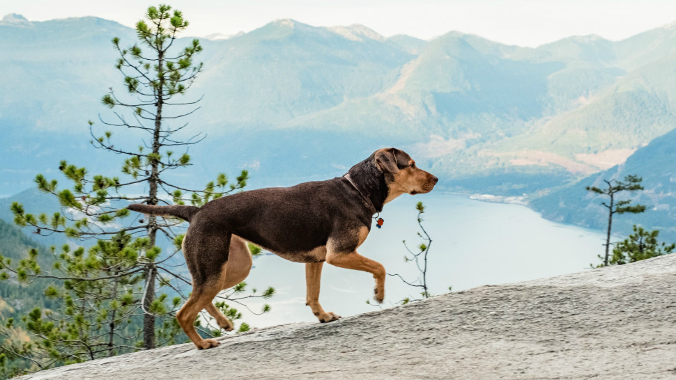 A dog's way home top premiere